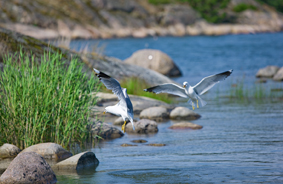 Uusi työpaikka- ja asuinalue Länsiväylän Sarvvikin liittymään Kirkkonummella